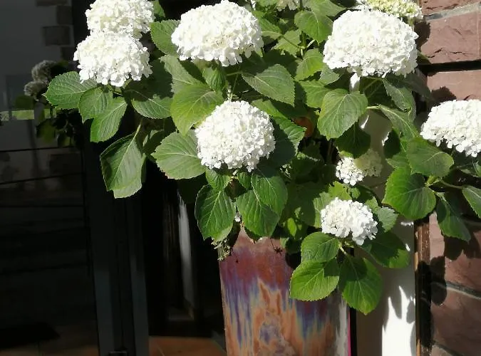 Logis Xoko-goxoa 2* 생미셸